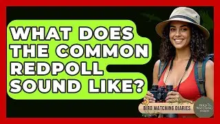 What Does The Common Redpoll Sound Like? - Bird Watching Diaries