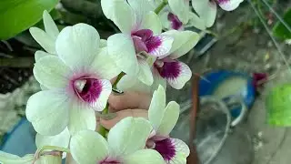 Vườn Lan Vĩnh Kim - Tiền Giang 2🌸 kính mời anh chị vào ngắm hoa ạ☎️0903177978