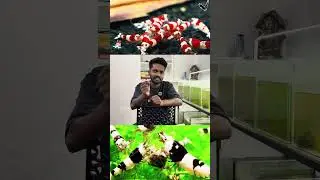 Caridina shrimp breeding - Shrimp farming malayalam.-8