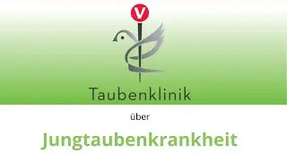Informationen aus der Taubenklinik_Jungtaubenkrankheit