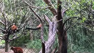 Red ruffed Lemur group shriek at Nashville Zoo