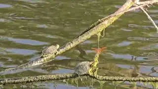 Scenic Wildlife 