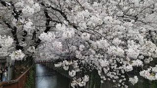 2021.03.27目黒川沿いの桜①(中目黒から池尻大橋方面)