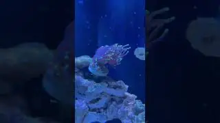 Reef tank build: NEW torch coral!