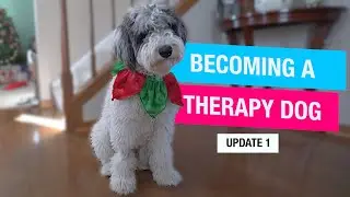 Puppy Training To Be Therapy Dog: 1st Update!