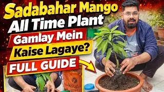 Sadabahar Mango plant ko gamlay m kaise lagaye@MRK_Green_Garden 