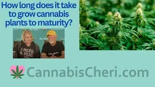 How long does it take to grow marijuana plants to maturity?