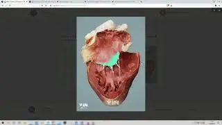 MCQs & Flashcards on Canine thoracic anatomy - Veterinary Learning Content