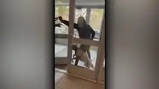 Two pit bull dogs cause outrage among Brooklyn dog owners after a series of attacks
