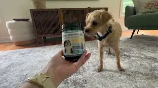 No More Ruff Days - Anti-Itch Allergy Relief Chews for Dogs - by Woyamay