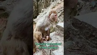 The Intriguing World of Mother Monkey Behavior🐒 #short #shortsfeed #trend #monkey #animals #trend