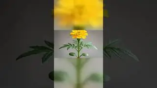 This Took Weeks in Real Life #Shorts #PlantGrowth #Timelapse