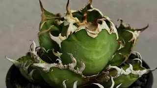 20251222 アガベ・チタノタ シーザー/凱撒（小株）-059｜agave titanota caesar
