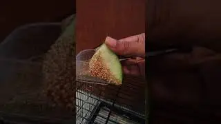 Cute adorable cockatiel bird and budgies eating watermelon #shorts
