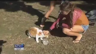 Meet Nanakuli: The one-eyed surfing cat taking over Hawaii waters by wave