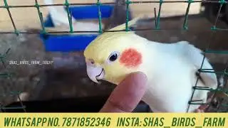 Hand Tamed Bird for Sales | Birds Update | Handfeeding Chicks