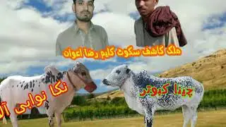 Bull Race mohra nagryal 2017 malik kashif sokote
