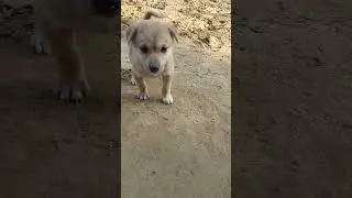 puppy play #youtubeshorts #desidog #dog #puppy #trending #viral #shortvideo #shorts