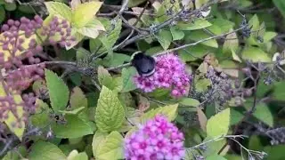 Bee-you-tiful 🐝🐝🐝
