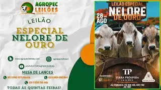 agropecleiloes.com LEIL&Atilde;O ESPECIAL NELORE DE OURO | TERRA PR&Oacute;SPERA LEIL&Otilde;ES-ALVORADA-TO 28/08/2025