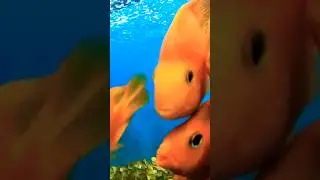 Underwater Fish Aquarium || Fish Aquarium in Vizag #fishaquariumvizag