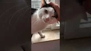 Friendly neighbour cat