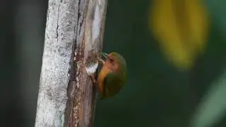 Rufous Piculet (Sasia abnormis)