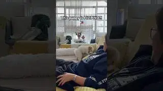 budots dawg #viralvideo #philippines #filipino #pinoy #budots #doglover #dog #dogs #viralvideo
