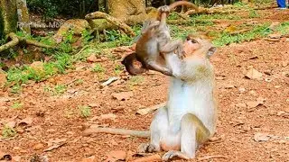Omg! How Pussum Monkey Doing With Brii and Breen? Very Pity Baby Brii!
