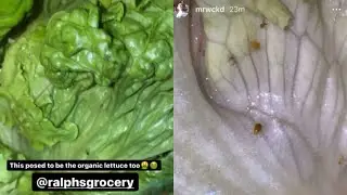 WCKDTHGHTS Finds Bugs in Lettuce from Ralphs