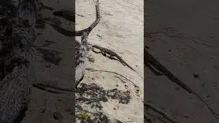 OMG! a baby komodo dragon #shorts #animals #komodo