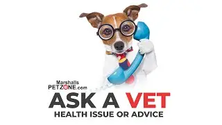 Vet online- Health Issue or advice