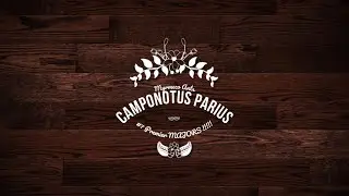 Camponotus Parius #7 - MAJORS + Agrandissement du nid !!!!