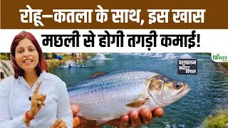 महंगी हिल्सा मछली का पालन अब आसान, जानिए पूरी तकनीक के साथ कितनी होगी कमाई। Hilsa Farming