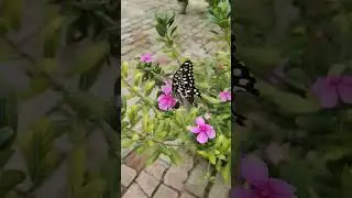 Allah ka zikr...#youtubeshorts #shortsfeed #nature #butterfly #beautiful