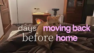 𝙫𝙡𝙤𝙜 | days before moving back home💞 𝙍𝙊𝙍𝘼 𝙗𝙞𝙨𝙩𝙧𝙤, 𝙏𝙝𝙚 𝙁𝙡𝙤𝙬, 搬家, 貓咪去看醫生, 獨自生活的最後幾週