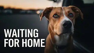 He Followed Every Car — Hoping One Would Take Him Home