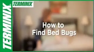 How to Check for Bed Bugs: The Top Places to Look