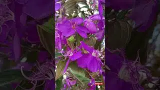 Olhe o que Deus criou pra voc&ecirc; * Look what God created for you. #floresnaturais #flores  #plantas
