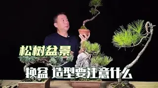 喜欢松树盆景的这个视频一定要看完You must watch this video about pine bonsai if you like it