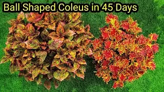 Tips to Grow Coleus Bushy | Coleus Plant Care | കണ്ണാടി ചെടി ബുഷി ആയിട്ട് വളർത്താൻ