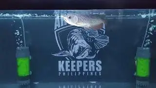 Bluebase Crossback & Friends || Asian Arowanas
