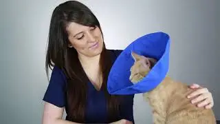 KVP EZ Soft&trade; Collar | Fit for Dogs and Cats