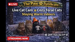 Live Cat Cam at Night 🐾 Cozy Feral Cats Staying Warm Indoors | The Paw Syndicate