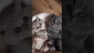 Awee furry angels took my heart away #cat #cute #animal
