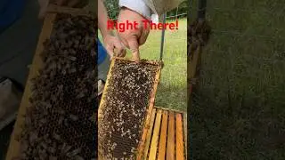 Honey Bees are Livestock! #pollinators #honeybee #honey