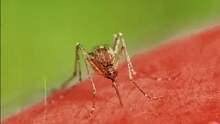 Mosquito defense: Ways to beat the bite