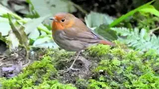 臺灣鳥類 birds - 日本歌鴝 Larvivora akahige/Japanese Robin （1）