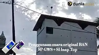Suara Walet Original BAN, SP GWS + Inap Top
