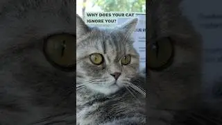 Why Does Your Cat Ignore You?#cats #shorts